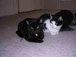 babies