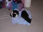 babiessleeping