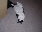 biscuitsleeping