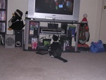 biscuitswatchingTV