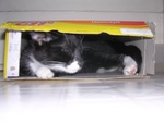 boxkitty