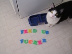 kittyfood