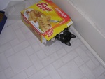 legomykitty