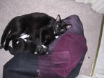 lovers