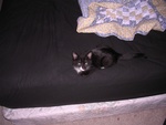 newkitty