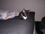 newkitty2