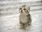 toocute