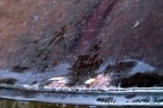 car front window meets roof dew