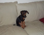 violet-couch