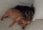 zoe-violet-couch